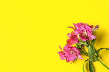 Branch of alstroemeria flowers on yellow background