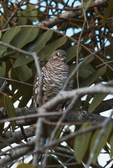 bird pigeon on a branch