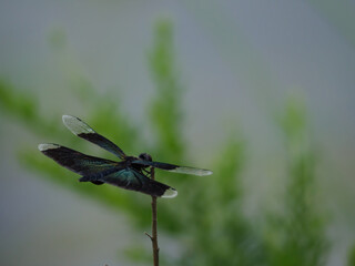 池の上の枝にとまっているチョウトンボ
