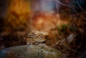 Chipmunk on a stone in the forest.
