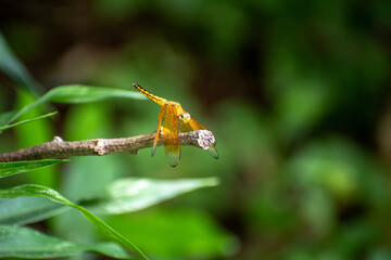 butterfly on a leaf