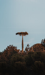 Araucaria trees seen from above on the mountain