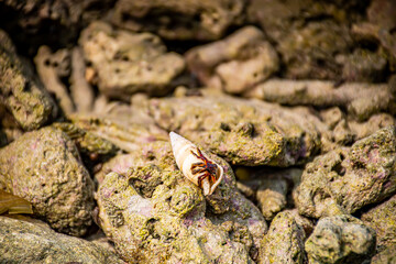 a conch at beach