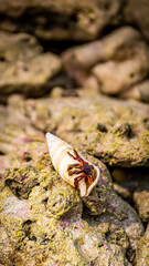 a conch at beach