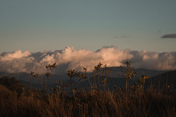 sunrise in the mountains with forest and leafs flowers