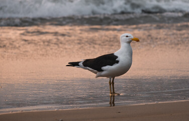 seagull on the beach in sunset