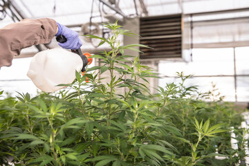 spraying cannabis plants in greenhouse