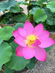 pink water lily