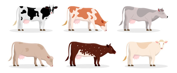Different cow breeds vector illustrations set. Cartoon drawings of Jersey, Holstein or Frisian cows, meat, milk or dairy production. Agriculture, farming, cattle breeding, domestic animals concept