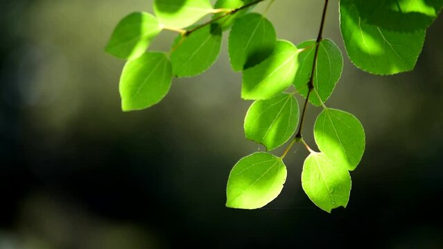 梅雨が過ぎ新緑の季節には木々の葉が生き生きしています