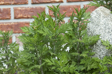 close up green healthy wormwood.