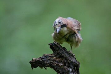 wild lebende tiere, natur, bird, eichelhäher, flügel, frühling, wild, schnabel, tier, ast, feather, bunt