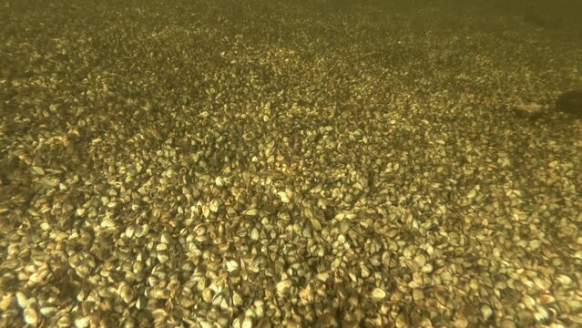 Zebra mussels molluscs completely covered the bottom. Camera moving forwards over botom covered with bivalve molluscs Zebra mussels (Dreissena polymorpha)