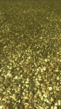 VERTICAL VIDEO: Zebra mussels molluscs completely covered the bottom. Camera moving forwards over botom covered with bivalve molluscs Zebra mussels (Dreissena polymorpha)