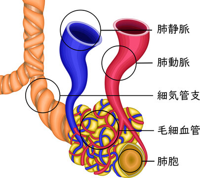 肺胞 Images Browse Stock Photos Vectors And Video Adobe Stock 肺胞 Images Browse Stock Photos Vectors And Video Adobe Stock
