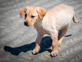 Yellow Labrador playing at the beach