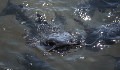 Obraz premium Catfish in the water