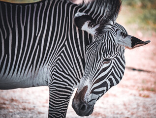 Naklejka premium Zebra