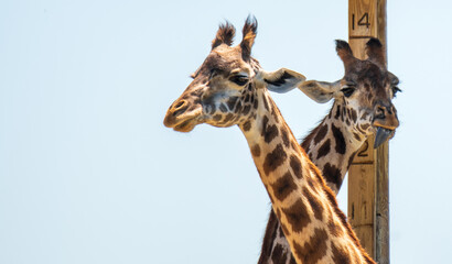 Naklejka premium Giraffe