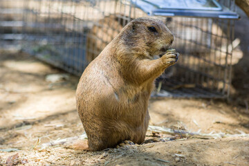 Prairie dog eating