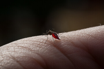 Striped mosquitoes are eating blood on hand skin.Mosquitoes are carriers of leishmaniasis,...