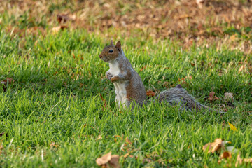 Naklejka na ściany i meble Squirrel on the grass