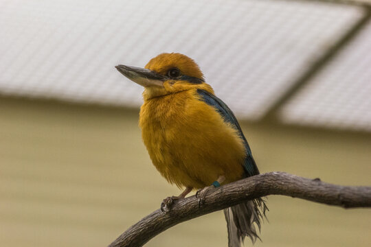 Guam Kingfisher