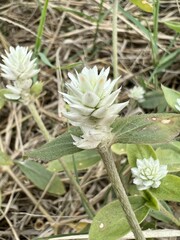 Gomphrena weed flower in nature garen