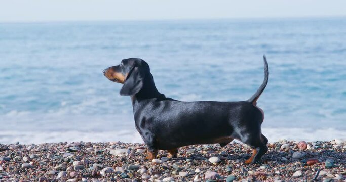 Lovely dachshund puppy obediently stands on pebble beach, holds its tail up and looks at owner, pet has a beautiful seascape with restless foam waves on the background