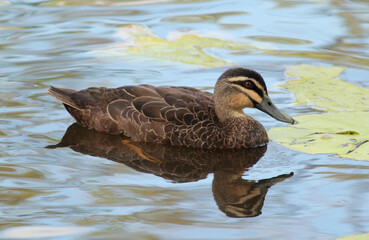 Pacific black duck bird swimming on a pond