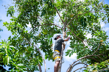 Asian worker is Wear protective equipment from falling from heights and climbing trees for trim branches in a park.