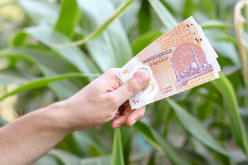 Egyptian Money, Man Paying, Paper Banknotes, Plastic New Ten Egyptian Pound, Farm Background, Growth Concept - obrazy, fototapety, plakaty