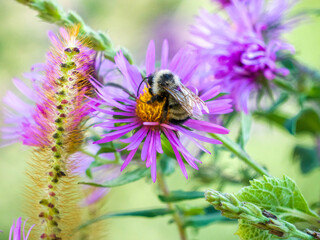 bee on flower