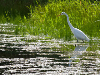 great egret in the marsh