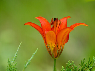 orange lily flower