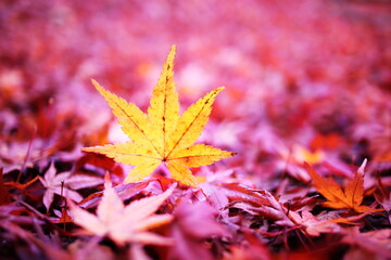 美しい秋の紅葉