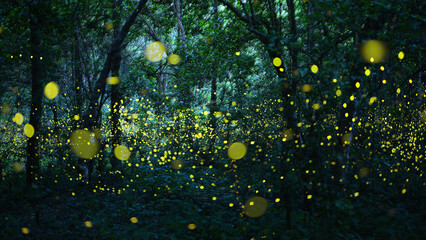 Abstract and bokeh light firefly flying in the forest. Fireflies (Lampyridae) flying in the bush at night time in Thailand.Long exposure photo. - obrazy, fototapety, plakaty