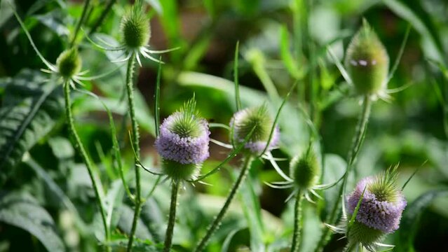 チーゼルはかつて薬草（ハーブ）として利用されていました。別名は羅紗掻草（ラシャカキグサ）、果実を乾燥したものを毛織物の毛羽立てに利用します。