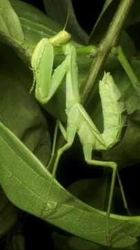 VERTICAL VIDEO: Close-up of large green praying mantis sitting on green leaves