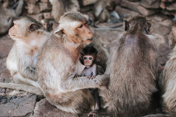 Obraz premium Long Tail Macaque baby looking at camera while drinking milk from his mother.