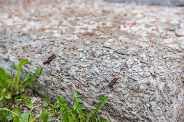 Destruction of cement foundation and blind areas made of concrete, steel reinforcement is destroyed by rust