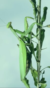 VERTICAL VIDEO: Close-up of large female green praying mantis sitting on branch on cloudy sky background. 