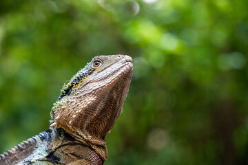 Frill-neck lizard portrait in rainforest with green trees and sunlight shining through