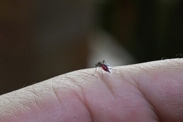 Striped mosquitoes are eating blood on hand skin.Mosquitoes are carriers of leishmaniasis, encephalitis, yellow fever, dengue, malaria disease, mayaro or zika virus infectious.
