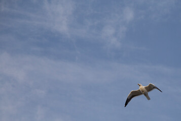 Seagull in flight at sunset on the sea shore