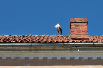 Naklejka premium The stork is perched on the tiled roof of the building.