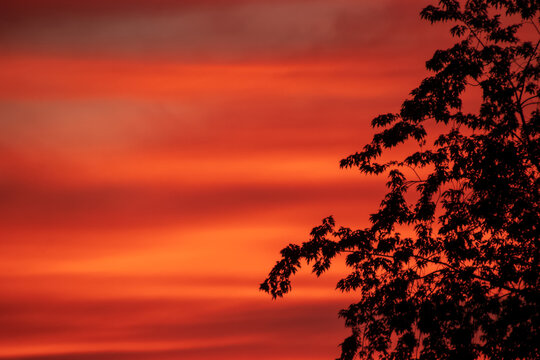 Intense sunset with silhouette of maple tree on right with open copy space on left