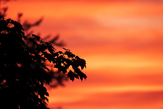 Close up silhouette of maple leaves on tree branches during a deep orange sunset with open copy space