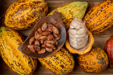 Cocoa fruit 