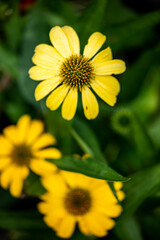 Flowers growing in the gardens at Roma Street Parklands